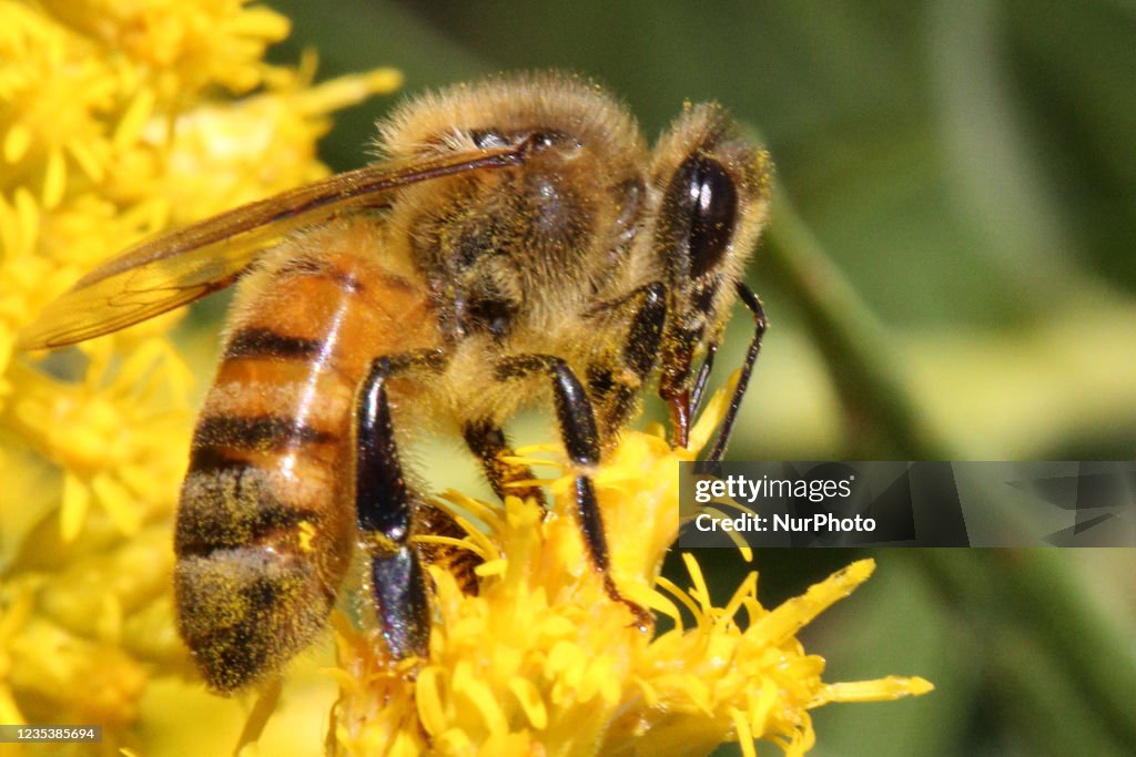 Honey Bee Pollinating A Flower