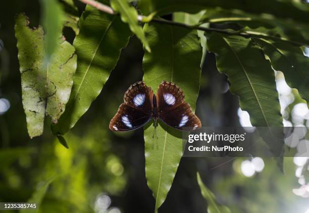 The great eggfly also known as common eggfly or blue moon butterfly is a Nymphalid butterfly species found from Madagascar to Asia and Australia. The...