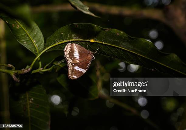 The great eggfly also known as common eggfly or blue moon butterfly is a Nymphalid butterfly species found from Madagascar to Asia and Australia. The...