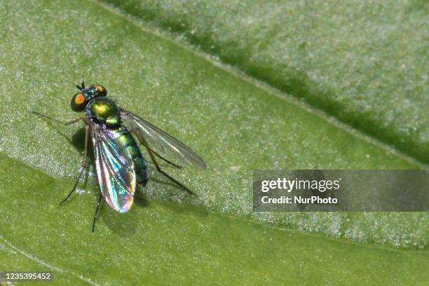 Long-legged fly on a leaf in Toronto, Ontario, Canada, on September 20, 2021.