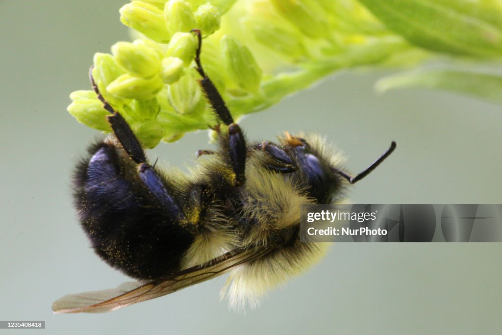 Bumblebee