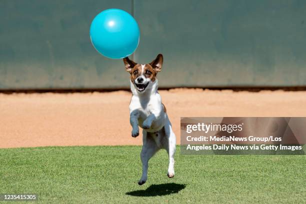 Thousand Oaks, CA Macho a 5-year-old Russell Terrier plays with a balloon after practice at the Conejo Creek baseball diamond in Thousand Oaks for...