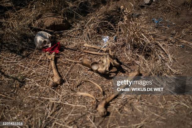 Partial skeleton with a bra near the skull is seen at a mock crime scene during the practical exam of a Psychological Motivated Crimes course at the...