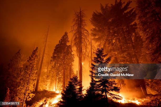 The Windy Fire blazes through the Long Meadow Grove of giant sequoia trees near The Trail of 100 Giants overnight in Sequoia National Forest on...