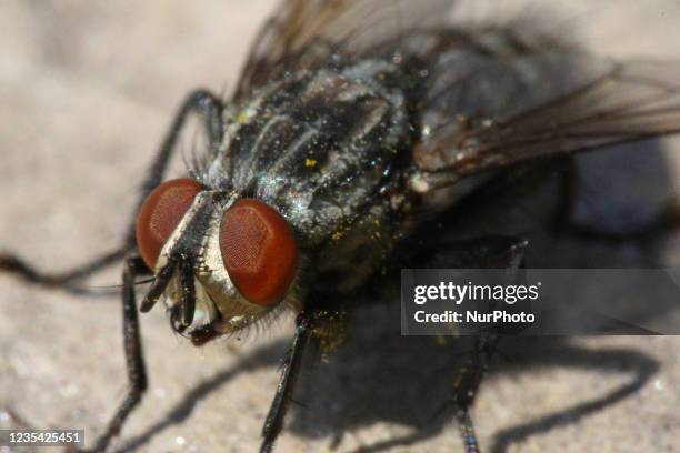 Housefly in Toronto, Ontario, Canada, on September 11, 2021.