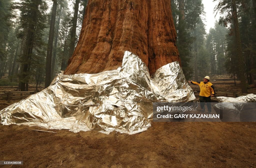 TOPSHOT-US-CLIMATE-FIRE-CALIFORNIA-SEQUOIA