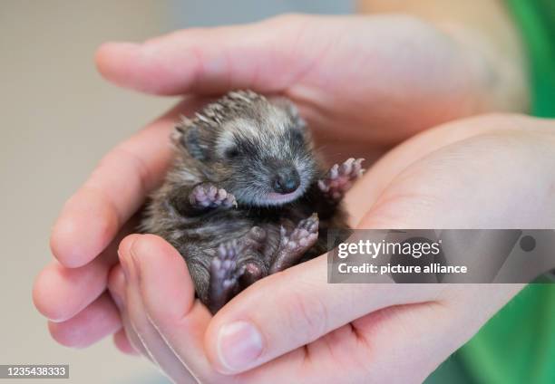 September 2021, Lower Saxony, Laatzen: A vet holds a small baby hedgehog in the "aktion tier - Hedgehog Centre Lower Saxony". After the summer break...