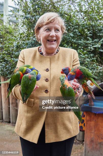 September 2021, Mecklenburg-Western Pomerania, Marlow: Angela Merkel , German Chancellor, feeds Australian lorises at Marlow Bird Park. Photo: Georg...