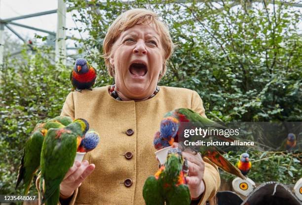 September 2021, Mecklenburg-Western Pomerania, Marlow: Angela Merkel , German Chancellor, feeds Australian lorises at Marlow Bird Park and gets...