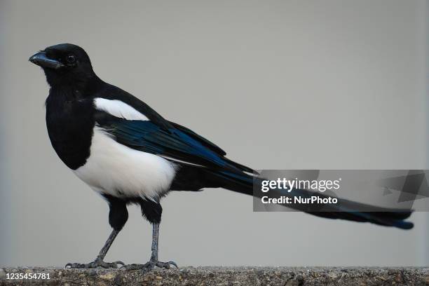 Black-billed Magpie seen in downtown Edmonton. On Thursday, 23 September 2021, in Edmonton, Alberta, Canada.