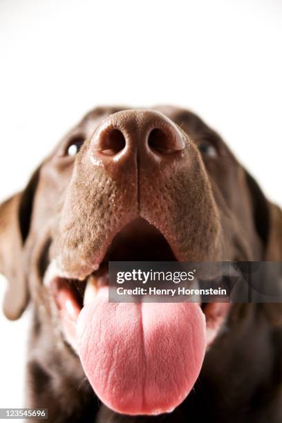 dog portrait of chocolate lab - chocolate labrador retriever stock pictures, royalty-free photos & images