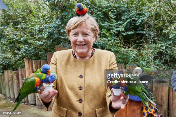 Dpatop - 23 September 2021, Mecklenburg-Western Pomerania, Marlow: Angela Merkel , German Chancellor, feeds Australian lorises at Marlow Bird Park....