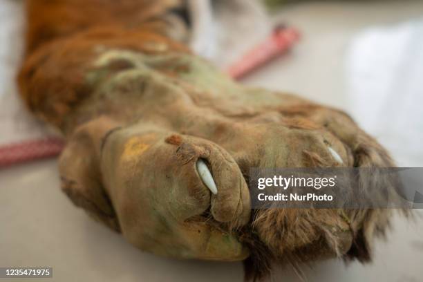 The skin of a Sumatran tiger recently confiscated from poachers is presented during a press conference at the local police headquarters in Pekanbaru,...