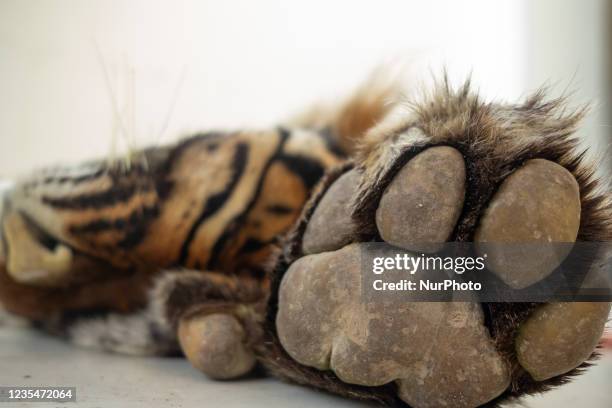 The skin of a Sumatran tiger recently confiscated from poachers is presented during a press conference at the local police headquarters in Pekanbaru,...