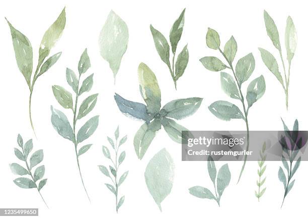 set of watercolor flower and green leaves - green floral pattern stock illustrations