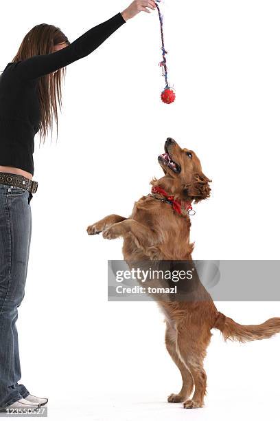 hop! - labrador retriever isolated stock pictures, royalty-free photos & images