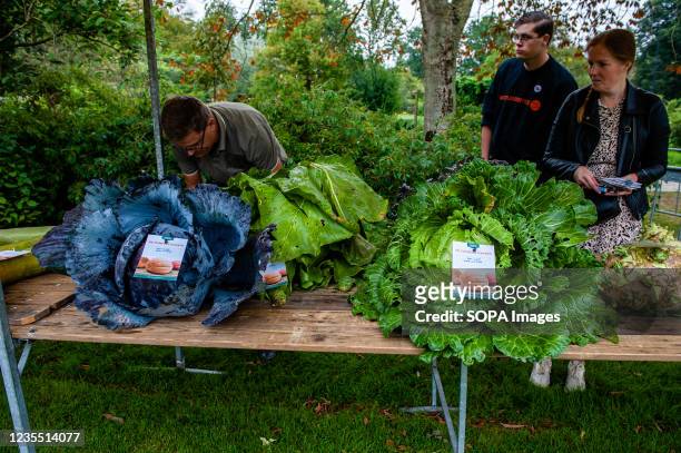 Man from the organization is seen measuring and weighing the big vegetables. During the Dutch Championship, participants of different giant...