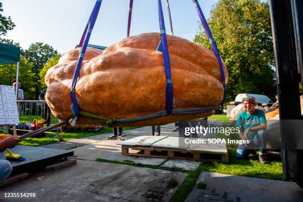 The winning pumpkin is seen being elevated on the air. During the Dutch Championship, participants of different giant vegetables compete against each...