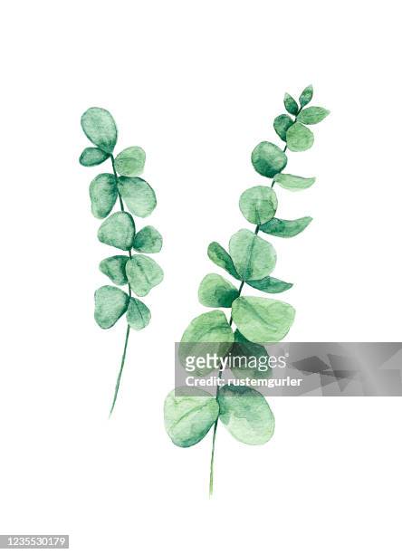 aquarell eukalyptusblatt - eucalyptus leaves stock-grafiken, -clipart, -cartoons und -symbole