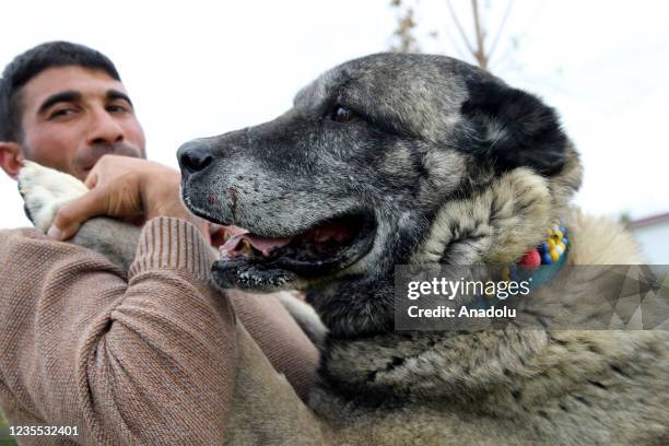 Kangle Happy Kangal