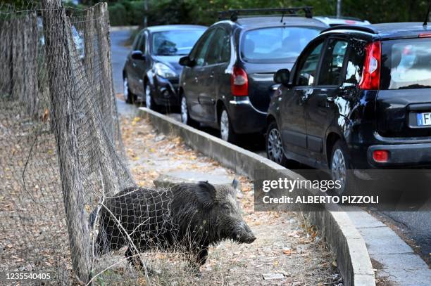 Wild boar in Rome, on September 27, 2021. - Rubbish bins have been a magnet for the families of boars who emerge from the extensive parks surrounding...