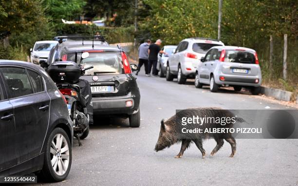 Wild boar in Rome, on September 27, 2021. - Rubbish bins have been a magnet for the families of boars who emerge from the extensive parks surrounding...