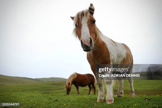 Shetland ponies graze on a field at the Shetland Pony Experience at Papil, Burra near Lerwick on September 10, 2021. - For hundreds of years the...