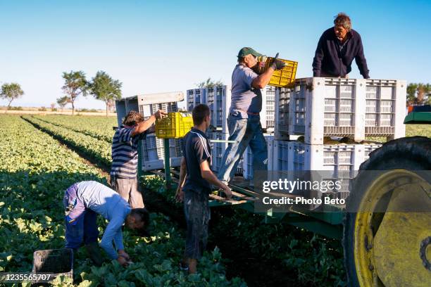 agricoltori immigrati stagionali lavorano raccogliendo meloni in una piantagione nella regione puglia del sud italia - exploitation foto e immagini stock
