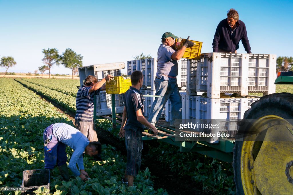 Seasonal immigrant farmers work harvesting melons on a plantation in the Puglia region of southern Italy