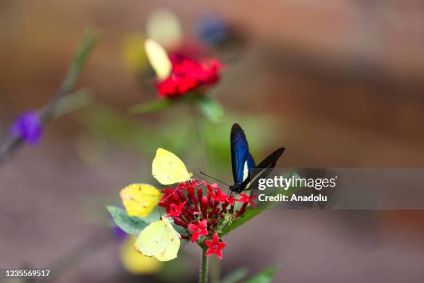 View of different varieties of butterflies in Manizales, Colombia, on September 25, 2021. In the region, around 33 species of diurnal butterflies...