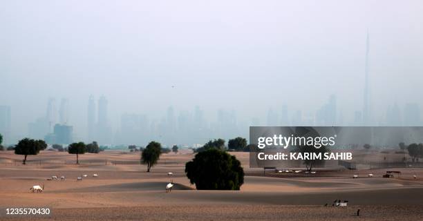 Arabian oryx antelopes are pictured with the Dubai skyline in the background, in the Gulf emirate on September 29, 2021.