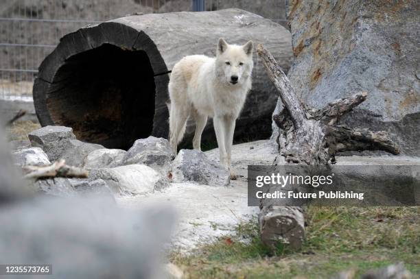 Ukraine Wolves Wolf In Zoo Photos and Premium High Res Pictures - Getty Images