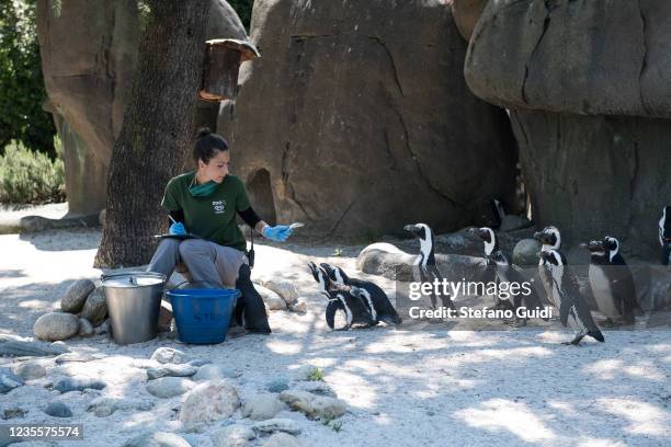 Zoo Keeper without protective mask while distributing food to the penguins inside the Zoom park on May 30, 2020 in Cumiana near Turin, Italy. Zoom...