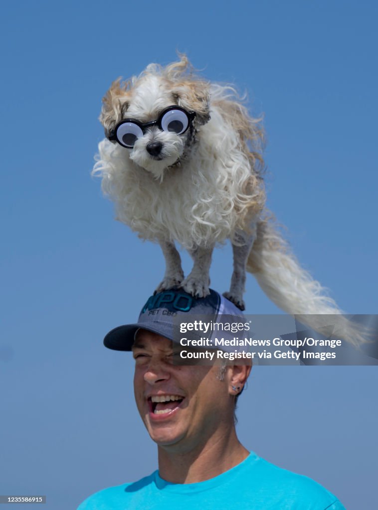 Surf City Surf Dogs strut their stuff in Huntongton Beach