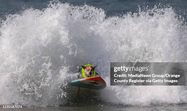 Homer Henards dog Skylar keeps his blue and brown eye focused while riding a wave during the Surf City Surf Dog competition on Saturday, September...