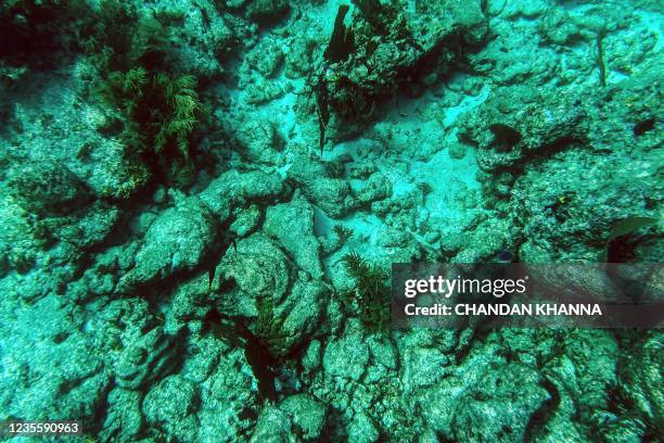 Dead coral sit on the ocean bed in the Straits of Florida near Key Largo, Florida, on September 23, 2021. - At a laboratory in central Florida,...