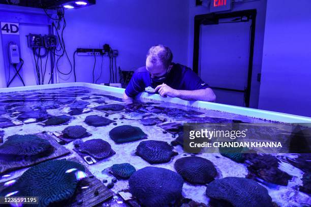 Staff member works on restoring Florida's coral reef at Florida Coral Rescue Center in Orlando, Florida, on September 20, 2021. At a laboratory in...