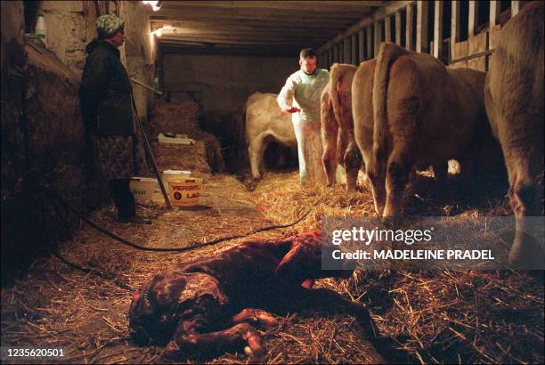 Le docteur vétérinaire Fabrice Fosse suture une plaie après avoir effectué une césarienne sur une vache, le 02 février 2005 dans une ferme située à...