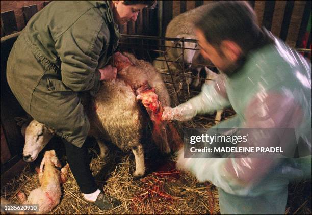 Le docteur vétérinaire Fabrice Fosse aide une brebis à agneler, le 01 février 2005 dans une ferme située à proximité d'Orsennes. En France, sur les...