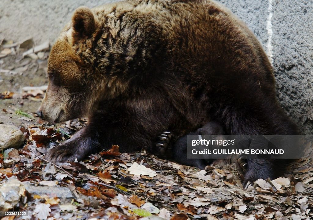 ANIMAUX-OURS-ENVIRONNEMENT-PYRENEES
