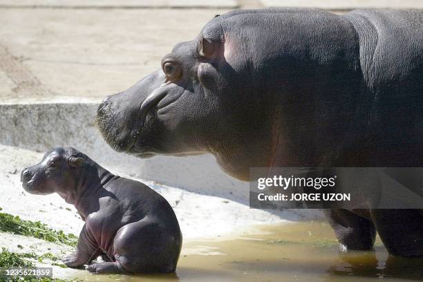 Female hippo María is seen caring for her newborn in Mexico City 03 February 2003. La hembra hipopótamo María cuida a su cria de seis días de vida,...