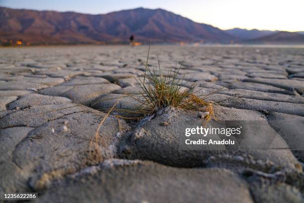 Grass grow on a dried parts of Van Lake basin after the decrease in the level of rivers and lakes in the Van Lake basin and surrounding water...