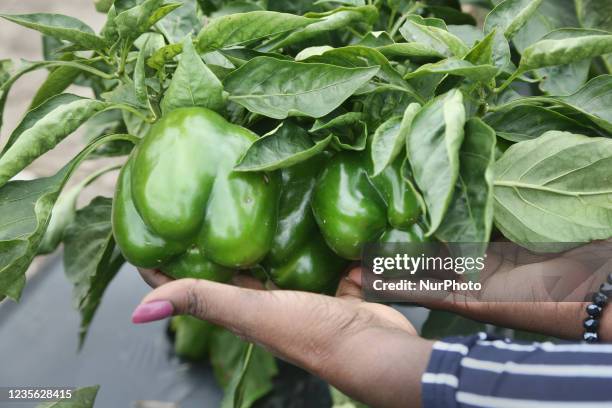 Woman holds bell peppers growing at a farm in Maple, Ontario, Canada, on September 30, 2021.