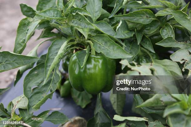 Bell peppers growing at a farm in Maple, Ontario, Canada, on September 30, 2021.