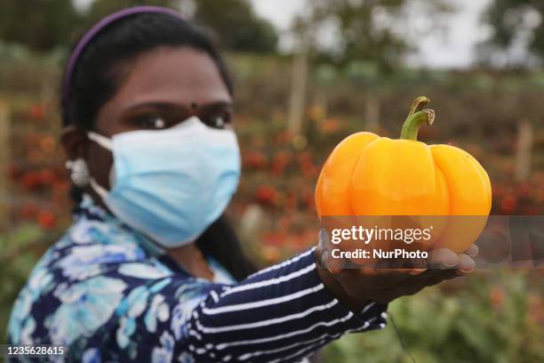 Woman holds a freshly picked orange bell pepper at a farm in Maple, Ontario, Canada, on September 30, 2021.