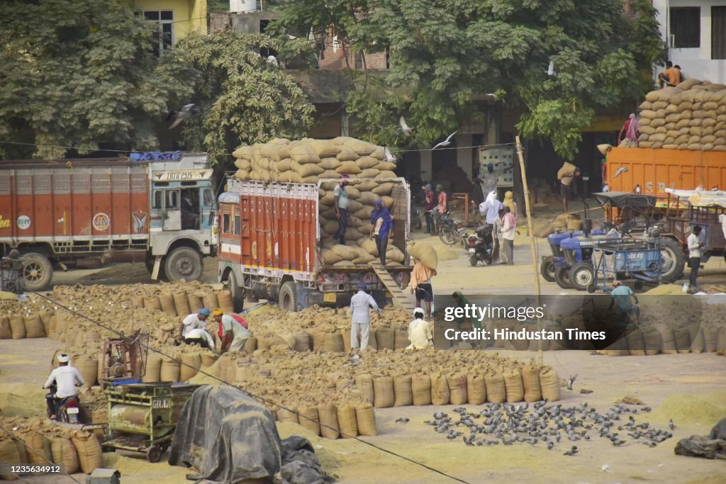 Paddy Crops Arrived For Procurement At Amritsar Grain Market