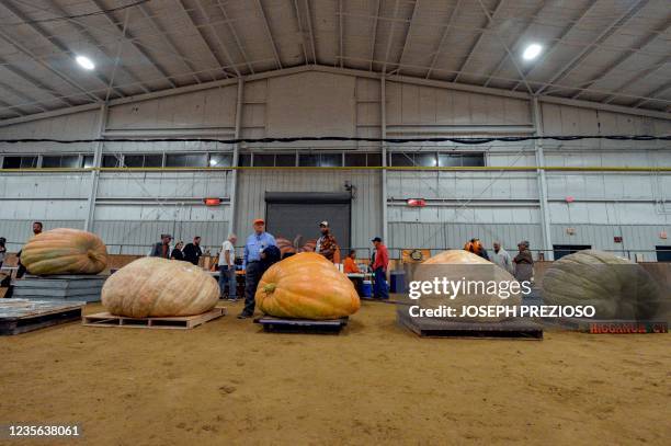 The largest of the giant pumpkins are displayed for fairgoers to inspect during the New England Giant pumpkin weigh-in at the Topsfield Fair in...