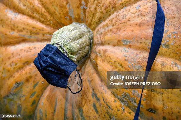 Surgical face mask hangs from the stem of a giant pumpkin during the New England Giant pumpkin weigh-in at the Topsfield Fair in Topsfield,...