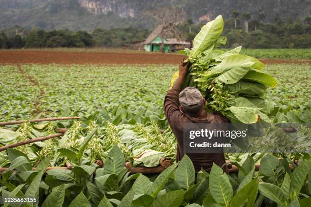 tobacco farmers collecting tobacco leaves in a beautiful green landscape with a local house in background. vinales, cuba - tobacco product stock-fotos und bilder