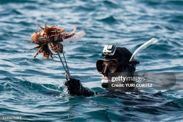 Fisherman shows a lionfish caught with his harpoon while participating in the first National Underwater Fishing Championship in Caracolito beach,...